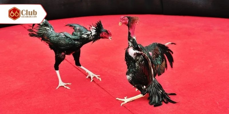 Đá Gà Cựa Dao - Loại Cá Cược người Chơi Yêu Thích