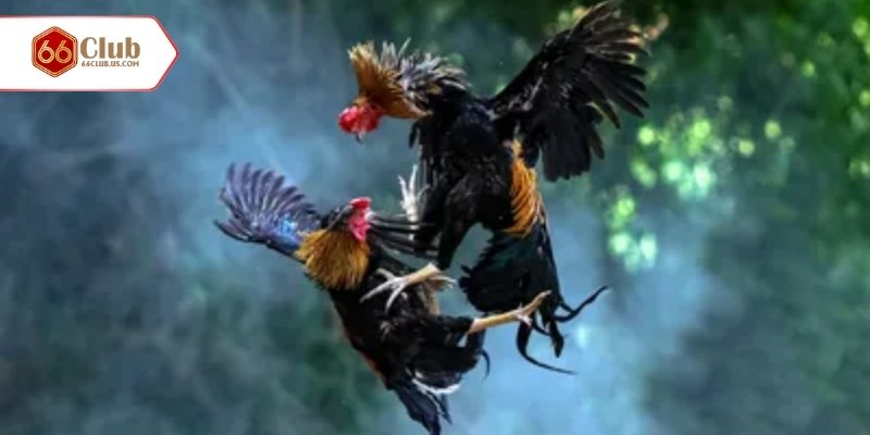 Tìm hiểu thông tin về đá gà xác là sao?